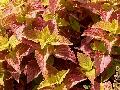 Alabama Coleus / Solenostemon scutellarioides 